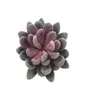 Kontors vardagsrum flockade falska faux suckulenter hantverk landskap mini simulering bonsai hem dekoration present artificiell echeveria4385502