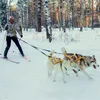Köpek yaka kızak koşumu yansıtıcı evcil hayvan skijor su geçirmez büyük büyük köpekler ağırlık çekme yeleği eğitim için