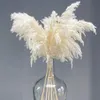 Decorative Flowers & Wreaths 60CM Fluffy Natural Pampas Grass Real Large Dried Bouquet Indoor Home Decor Boho Wedding Arch Decorat285z