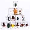 Party Favor Spécimen d'insecte Faveurs de fête pour enfants Bugs dans les collections de résine Presse-papiers Arachnide Préservé Jouet éducatif scientifique Dhium