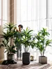 装飾的な花サイレントウィンド暗号化シミュレーショングリーン植物ブラジルウッドポットフェイクツリーサゴサイカ屋内リビングルーム床飾り