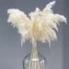 装飾的な花の花輪60cmふわふわしたナチュラルパンパスグラス本物の乾燥ブーケ屋内屋内装飾自由ho放死bohoウェディングアーチ飾り1853