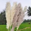 Decorative Flowers Dried Natural 5Pcs 110cm Large Pampas Grass Fluffy Artificial Wedding Supplies Country Decoration Dry