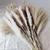 Fleurs décoratives 30pcs fleurs séchées nature du peluche de pampas à l'herbe pour décoration de fête de mariage