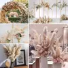 10 pièces Plume 30-75 cm grand Bouquet de fleurs séchées d'herbe de Pampas décor à la maison hautes tiges moelleuses décor de salon décoration de mariage 240130