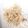 Flores decorativas gypsophila flores secas sechees naturais babys respiração preservar diy artesanato festa de casamento casa boho volta gota decoração