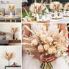 Fleurs décoratives 30pcs fleurs séchées nature du peluche de pampas à l'herbe pour décoration de fête de mariage