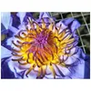 装飾的な花の花輪装飾的な花の花輪青いロータス乾燥した全体の花ニンファイアカエレア210317ドロップデリバリーホームガーデンDHJMC