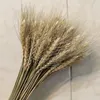 Kwiaty dekoracyjne 30pcs Rabbit Tail Grass Prawdziwe ucho pszenicy naturalne wysuszone puszyste pampas wystrój stolika boho dekoracja domu