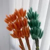 Decoratieve bloemen Real Nature Rabbit Tail Grass Pamaps Gedroogde bloem gemengd boeket kleurrijke lagurus ovatus voor boho po props