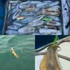 8pcs/حقيبة مضيئة Egi الصيد إغراء Squid Squid Jigs صيد الحبار إغراء الأخطبوط مع الساقين التوهج 8 ألوان 240119