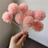 Decorative Flowers Natural Dried Preserved Pristimera Foliage Windmill Fruit Scabiosa DIY Floral Arrangement Home Wedding Store