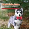 Collari per cani 2 set Cravatte Decorazioni per feste Puntelli per animali domestici Cravatte da festival in poliestere con fiocco fantasia San Valentino