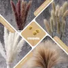 Decoratieve bloemen 60-85 pcs natuurlijk gedroogd pampas gras 17,5 "Fluffy Boho Home Decor Bouquet Tails voor bruiloft bloemenfeest