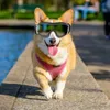 Hundkläderglasögon solglasögon ögonskydd med justerbar rem vattentät vindtät reseskidåkning och antifogsnö för katt (svart)