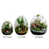 Vazen Creatieve Eivormige Glazen Flessen Succent Vaas Hydrocultuur Vlezige Micro Landschap Terrarium Mos Woondecoratie Drop Delivery G Otknd