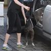 Écharpe Portable pour chien, harnais de soutien des hanches pour les jambes arrière, pour aider à soulever l'arrière pour l'aide canine, la rééducation du ligament croisé K9