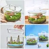 Vasi Vaso Muschio Eco Bottiglia Terrario di vetro con coperchio Pianta ecologica Piante fai da te Contenitore Paesaggio Fiore Tavolo Ornamento