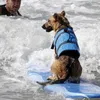 Hundebekleidung Welpenrettung Schwimmkleid Kleidung für Hunde Sommer Outdoor Schwimmspielzeug Schwimmweste 2024 Modejacke Haustier Roupa