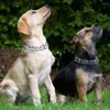 Coleiras de cachorro Metal Martingale Prong Collar Pitada Treinamento para Link Destacável Ajustável Choke com Dicas de Borracha Conforto