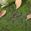 Flores decorativas simulación musgo césped microadornos para paisajismo césped Artificial realista alfombra planta decoración de Patio