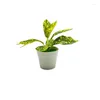 Fleurs décoratives Mini plantes artificielles en pot faux bonsaï vert simulé arbre Table ornement maison bureau décoration de fête de mariage