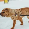 Dog Collars ID Silence Pet Tags Silicone (svart)