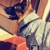 Vêtements pour chiens imperméable réfléchissant Golden Retriever berger allemand frontière Samoyède à quatre pattes tout compris imperméable