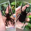 Large Tarantula Specimen in Resin Bugs Spiders Centipede Bug Beetle Scorpion Insect Model Desk Decoration 240129