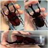 Large Tarantula Specimen in Resin Bugs Spiders Centipede Bug Beetle Scorpion Insect Model Desk Decoration 240129