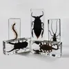 Grand spécimen de tarentule en résine, araignées, mille-pattes, coléoptères, scorpions, modèle d'insecte, décoration de bureau, 240129