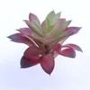 Fiori decorativi Pianta simulata Orecchio nero Piante succulente artificiali Bonsai Varietà casuale senza vaso di fiori