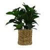 Flores decorativas peperomia artificial planta em cesta de vime natural plantas para decoração de casa decoração branca wisteri