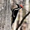 庭の装飾鉄の鳥のカビ軽いくぼみの中空長持ちするシルエットパティオヤードデコレーションキツツキの彫刻装飾