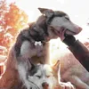 Collari per cani 10 pezzi Tag ID Nome animale domestico Etichette per ossa vuote Fiocco per animali domestici Etichette per cani in acciaio inossidabile