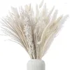 Kwiaty dekoracyjne 80pcs naturalny pampas trawa suszona kwiat bukiet decorativ trzcina na boho domowe dekoracje dekoracje dekoracje