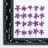 Flores decorativas 2-3cm/real natural seco pressionado folhas ramo pequena imprensa seca phlox subulata flor para resina epóxi quadro de imagem