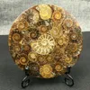1 pz Ammonite Naturale Guscio GOSSIL Guarigione Minerale Reiki Campione Collezione d'arte Artefatti in pietra Oggetti decorativi Figurine249w