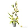 Blocchi 430 pezzi Città Bouquet Osmanthus Fragrans Fiori Pianta in vaso Building Block Amici Decorazione domestica romantica Giocattoli in mattoni per bambini