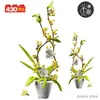 Block 430st City Bouquet Osmanthus fragrans Flowers Potted Plant Build Block Friends Romantic Home Decoration Brick Toys For Kids