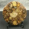 1 pz Ammonite Naturale Guscio GOSSIL Guarigione Minerale Reiki Campione Collezione d'arte Artefatti in pietra Oggetti decorativi Figurine233Y