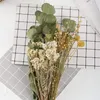 Dekorativa blommor torkade Phragmites Pampas Grass Natural Conservered DeKoration Blumen Wedding Boho Decoration Hem Bakgrund