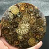 1 pz Ammonite Naturale Guscio GOSSIL Guarigione Minerale Reiki Campione Collezione d'arte Artefatti in pietra Oggetti decorativi Figurine233Y