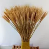 Paquete de trigo Triticum Natural seco, arreglo de flores, mesa para el hogar, centros de mesa para fiesta de boda, decorativo, 24 pulgadas de alto, 265J, 200 Uds.