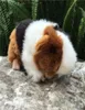 Three Color Lifelike Guinea Pig Plush Toy Real Life Mouse Rats Stuffed Animal Toys Christmas Gifts For Kids LJ2011265038886