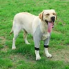 Hundkläder knä kuddar benskydd justerbar hundhylsa mjuka varmare hundar stag