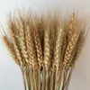 200 Pcs Dried Natural Triticum Wheat Bundle Flower Arrangement Home Table Wedding Party Centerpieces Decorative 24''tall265J