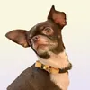Collari per cani designer classici vecchi guinzagli di floreali per animali domestici set marchio di moda cucciolo regolabile cucciolo di guinzaglio per allenamento per esterno
