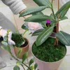 Flores decorativas musgo artificial preservado jardinagem falsa decoração falsa para artesanato plantas em vasos verdes