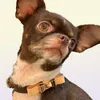 Collari per cani designer classici vecchi guinzagli di floreali per animali domestici set marchio di moda cucciolo regolabile cucciolo di guinzaglio per allenamento per esterno